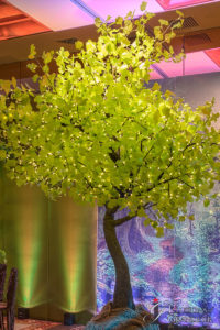 Ginkgo Tree 120"x120"x132"H